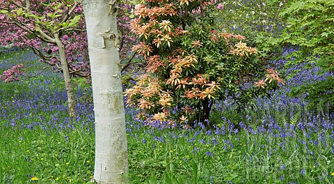 Spring_woodland_garden_Shrubs_swathes_of_bluebells