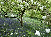 Spring woodland garden Mangolia amongst swathes of bluebells