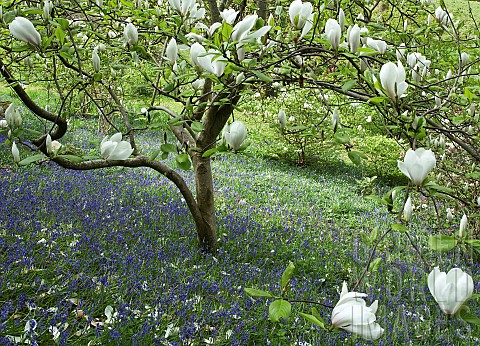 Spring_woodland_garden_Mangolia_amongst_swathes_of_bluebells