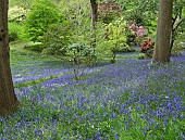 Woodland garden with specimen trees and bluebells