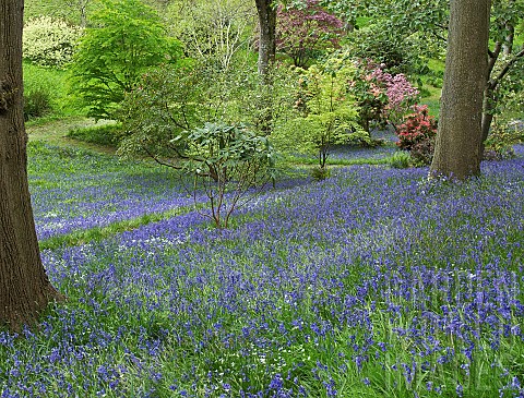 Woodland_garden_with_specimen_trees_and_bluebells