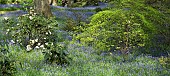 Beautiful woodland garden with specimen trees grass paths cutting through swathes of bluebells
