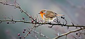 Brittish wild bird Erithacus Rubecula Robin