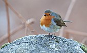 British wild bird Erithacus Rubecula Robin perched on rock in winter