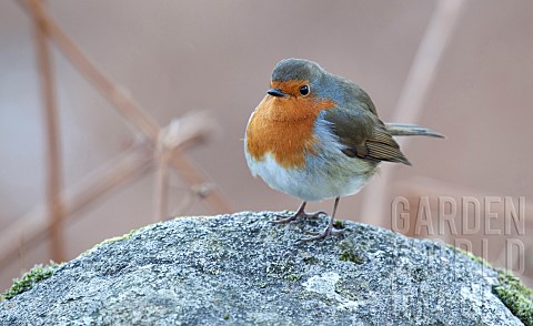 British_wild_bird_Erithacus_Rubecula_Robin_perched_on_rock_in_winter