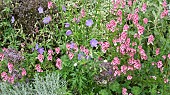 Mixed border of colour themed pink and blue herbaceous perennials