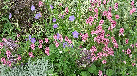 Mixed_border_of_colour_themed_pink_and_blue_herbaceous_perennials