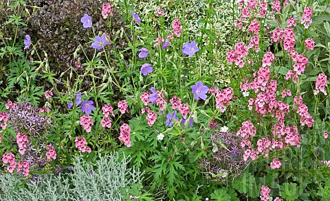 Mixed_border_of_colour_themed_pink_and_blue_herbaceous_perennials_at_Lilac_Cottage_NGS_in_summer_Jul