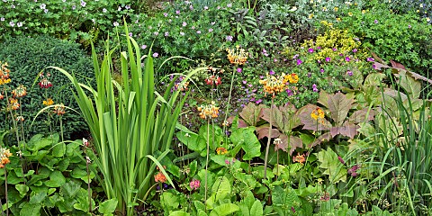 Colour_themed_border_of_orange_and_yellows_of_herbaceous_perennials