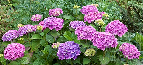 Hydrangea_macrophylla_Common_Hydrangea_deciduous_shrub_dark_green_leaves_blue_or_pink_fertile_flower