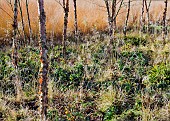 Betula nigra, black birch river birch