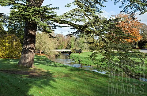 Cedar_of_Lebanon_and_other_trees_line_the_banks_of_the_river_Trent
