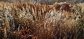 Mixed border - Ornamental Grasses