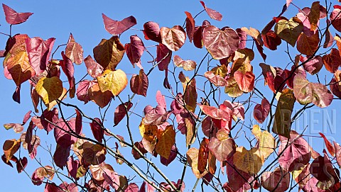 Cercis_canadensis_Forest_Pansy