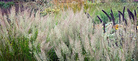 Pennisetum_orientale_Ornamental_Grass