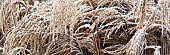 Frosted foliage of perennial grasses