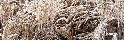 Frosted_foliage_of_perennial_grasses