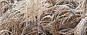 Frosted foliage of perennial grass seed heads