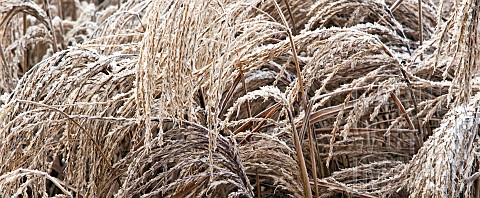 Frosted_foliage_of_perennial_grass_seed_heads