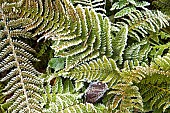 Ferns severely frosted