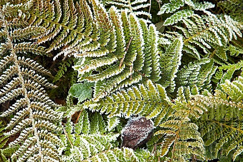 Ferns_severely_frosted