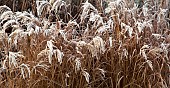 Frosted foliage of perennial grasses
