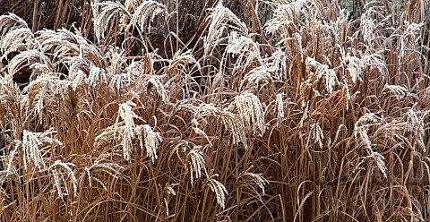Frosted_foliage_of_perennial_grasses