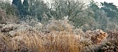 Frosted foliage of perennial grasses and herbaceous perennials