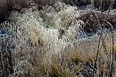 Frosted foliage of perennial grasses and herbaceous perennials