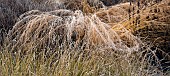 Frosted foliage of perennial grasses and perennials