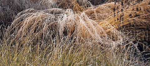 Frosted_foliage_of_perennial_grasses_and_perennials