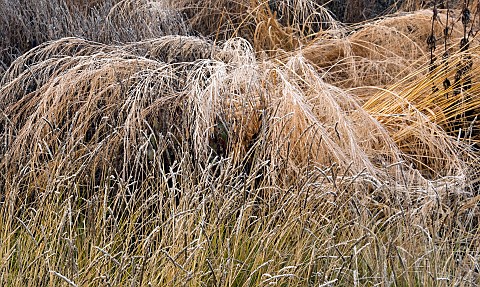 frosted_foliage_of_perennial_grasses_and_perennials_in_garden_designed_by_pieter_oudolf_at_trentham_