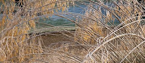 fFrosted_foliage_of_perennial_grasses_and_perennials