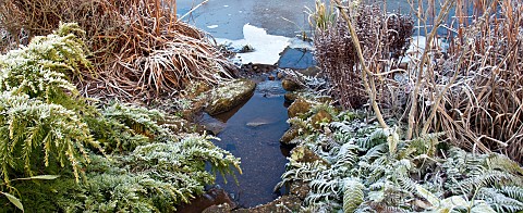Frosts_cling_to_foliage_on_pond