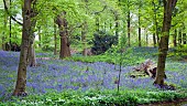 English Bluebells in Woodland
