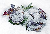 Purple Primulas covered in snow
