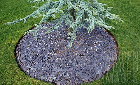 Circle_of_grey_slate_in_complimentary_colour_to_tree