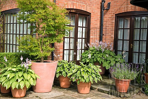 Paved_patio_area_with_terra_cotta_containers_of_Hosta