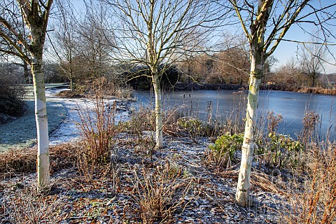 Frozen_lake_frosted_mature_shrubs_and_trees