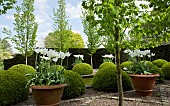 The rill garden with balls of buxus sempervirens flanked by white tulips