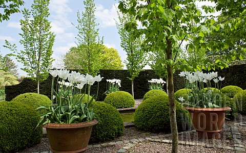 The_rill_garden_with_balls_of_buxus_sempervirens_flanked_by_white_tulips