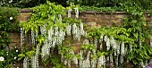 Climber Wisteria sinensis Alba Chinese wisteria
