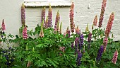 Tall spires mixed colours of Lupins Lupinus