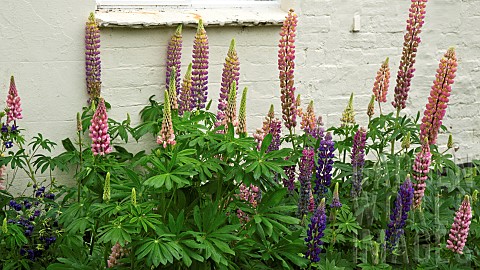 Tall_spires_mixed_colours_of_Lupins_Lupinus