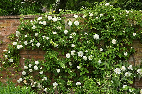 White_Rosa_Rose_climbing_on_wall