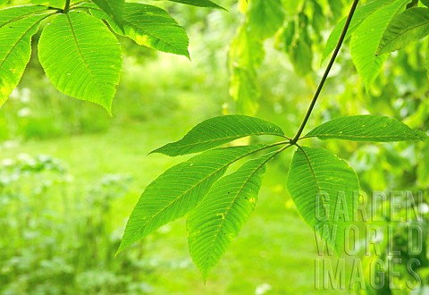 Foliage_fresh_green_leaves_in_early_summer