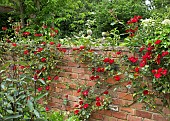 Rose Climbing Rosa Parkdirektor Riggers Fragrant semi double scarlet flowers at Wollerton Old Hall (NGS) Market Drayton in Shropshire early summer June