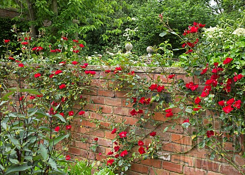Rose_Climbing_Rosa_Parkdirektor_Riggers_Fragrant_semi_double_scarlet_flowers_at_Wollerton_Old_Hall_N