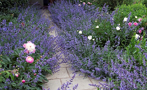 Garden_path_flanked_by_Nepeta_Six_Hills_Giant_Catmint