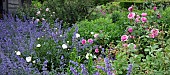 Garden path flanked by Nepeta Six Hills Giant Catmint